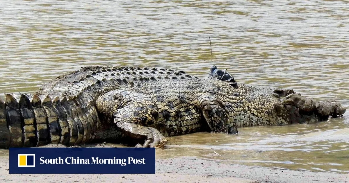 Malaysia reaches snapping point as crocodile encounters rise