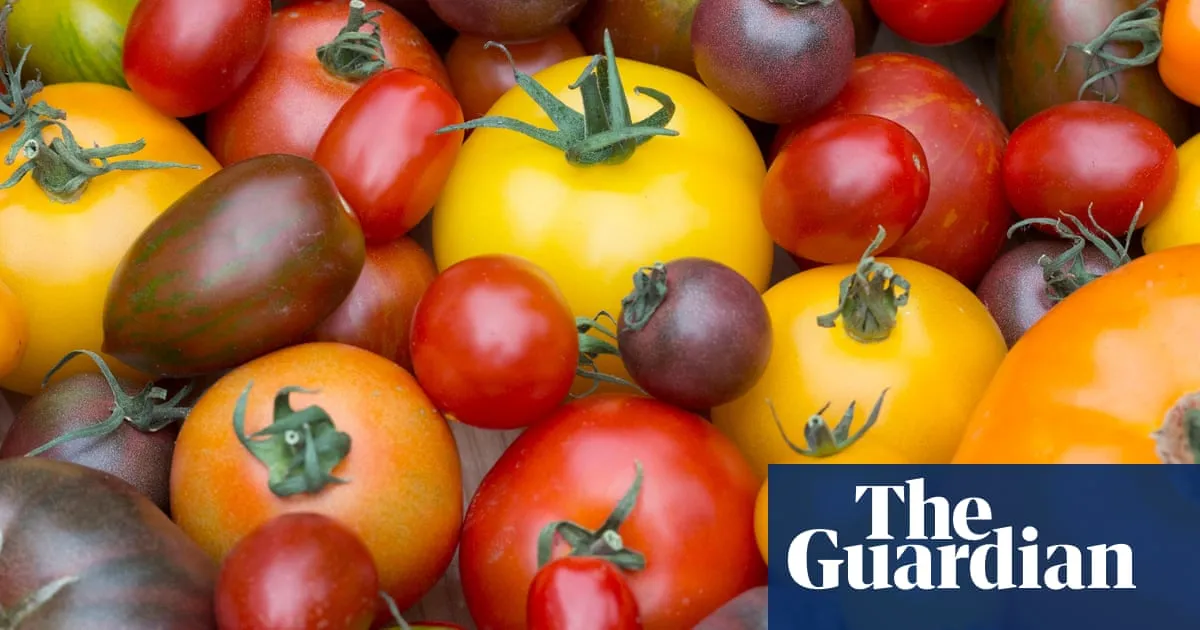 Britons give classic round tomato the red card as coloured and vine varieties score