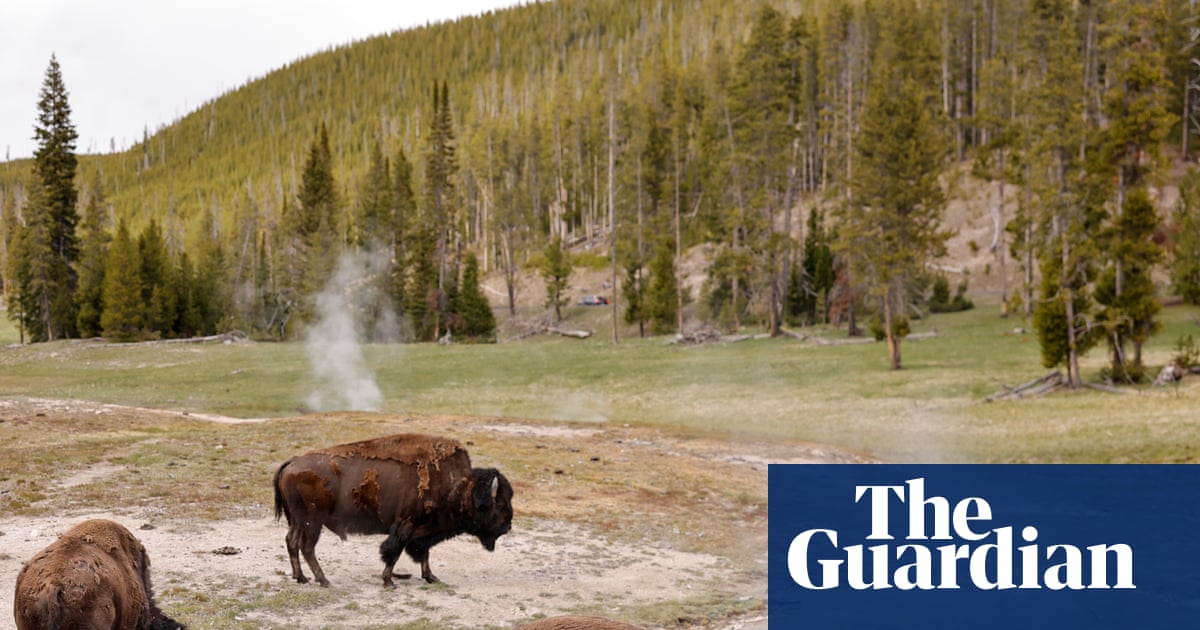 Man tossed into the air by ‘agitated’ bull bison was grandfather visiting Yellowstone with grandson