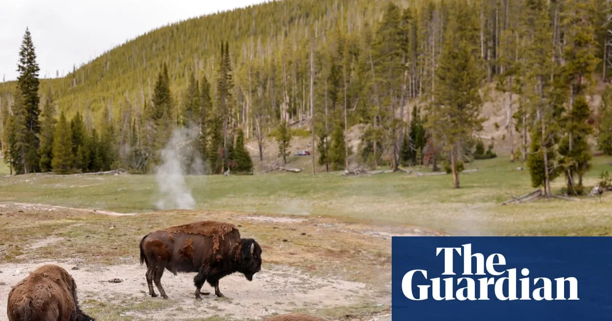 Man tossed into the air by ‘agitated’ bull bison was grandfather visiting Yellowstone with grandson