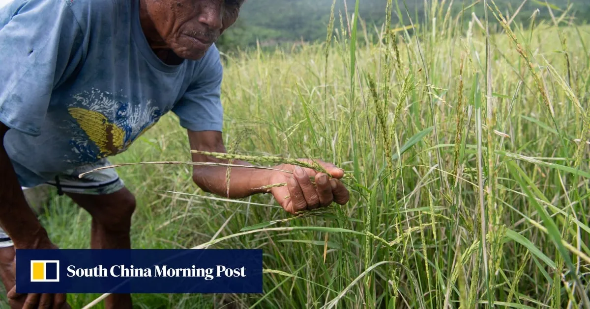 Philippine rice output risks 30% collapse as ‘super’ El Nino strengthens