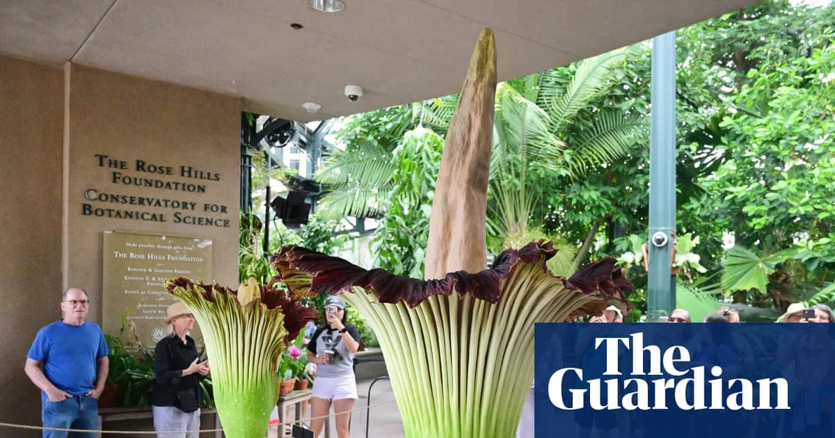 Thousands flock to see brief and rare blooming of corpse flowers in California