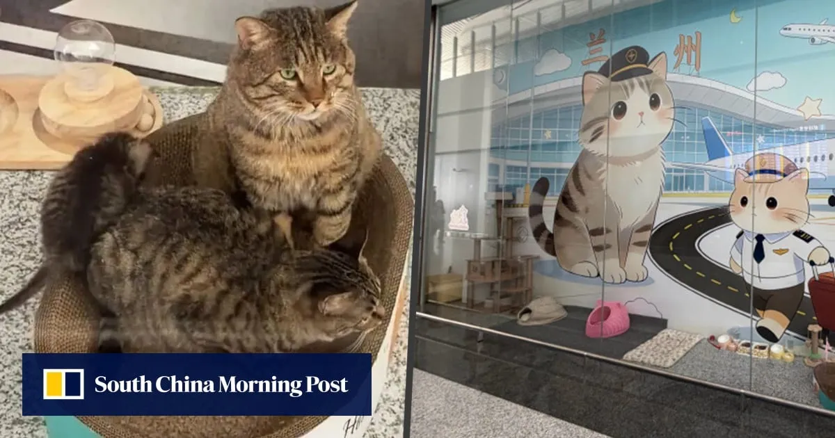 China airport wins hearts for building ‘love-filled’ shelter for stray cat family on-site
