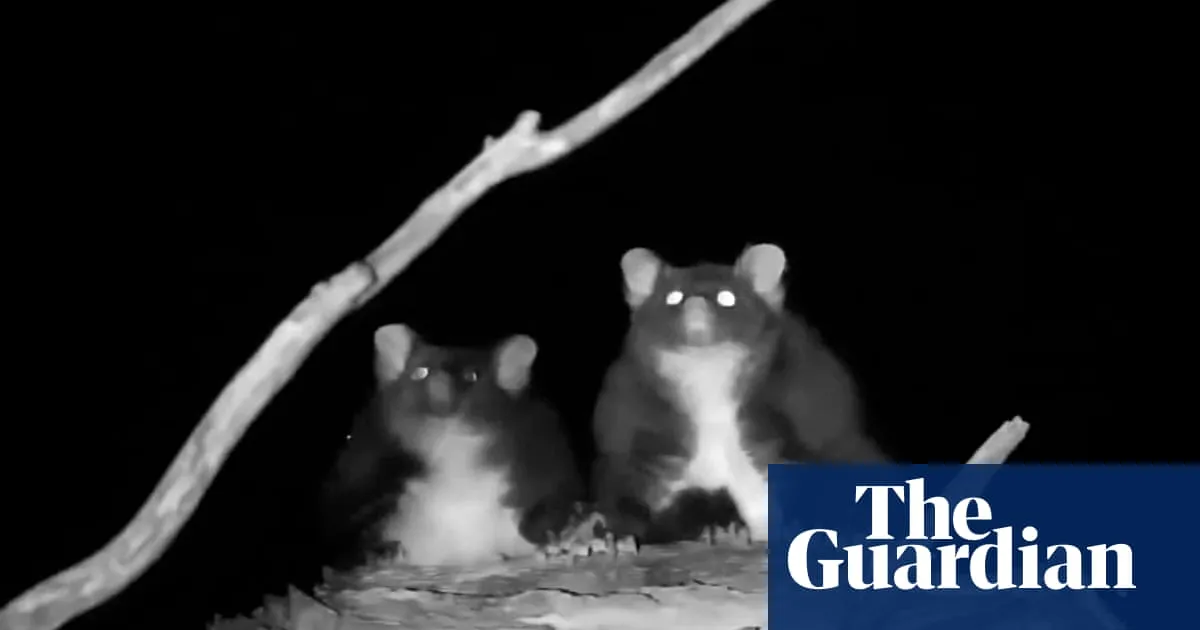 Greater gliders not as great at gliding as thought – but still look like magic carpets, experts say