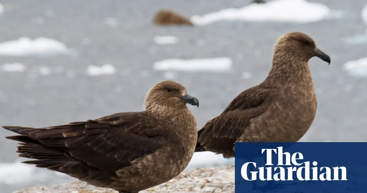 Fears for New Zealand’s native species as first bird flu case emerges