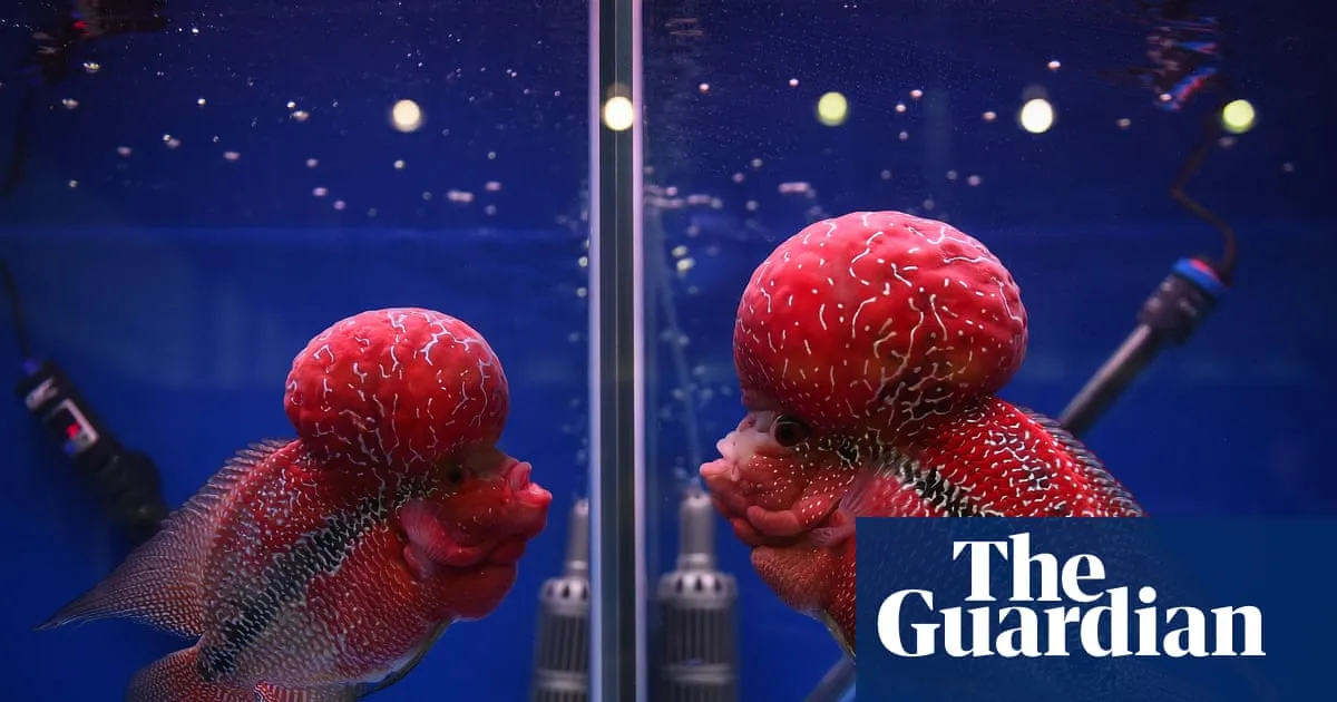 Biodiversity fears as human-bred hybrid fish integrate into Philippines lake