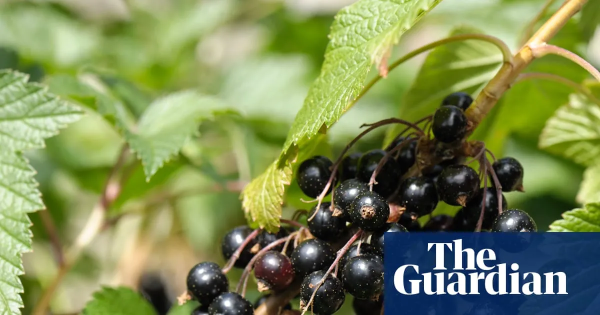 Ribena owner invests in helping blackcurrants withstand extreme weather