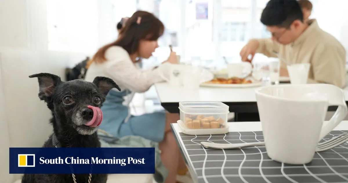 Hong Kong will press ahead with dog-friendly dining despite backlash, pullouts