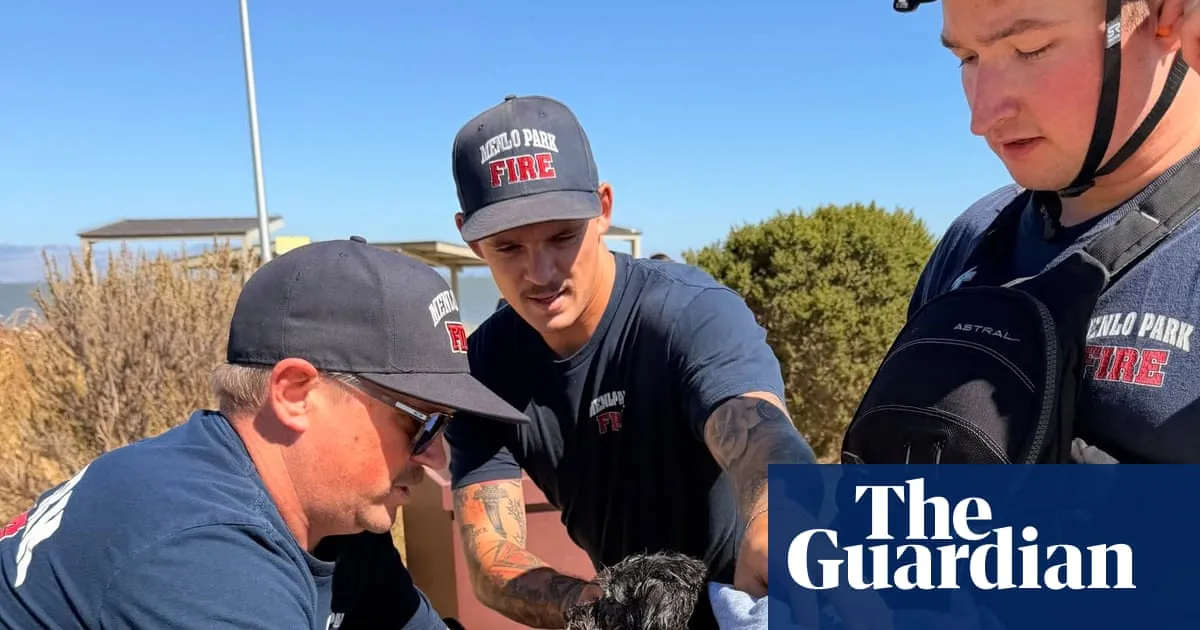 Small dog missing for weeks rescued while swimming in San Francisco Bay