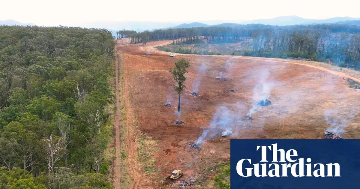 Almost 90 football fields of woody habitat were bulldozed every day in NSW – despite pledges to rein it in
