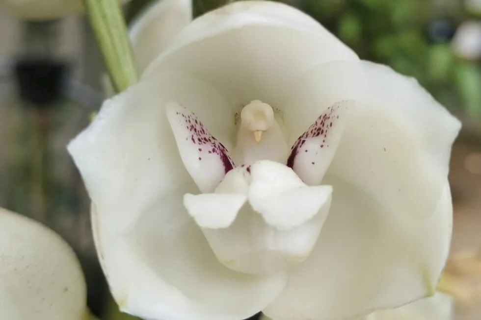 A gardener’s guide to 5 orchids that mimic animals, insects and even a naked man