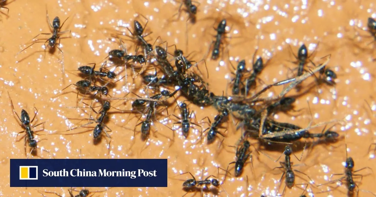 Owner of Michelin-starred restaurant in South Korea faces jail for ant-topped sorbet