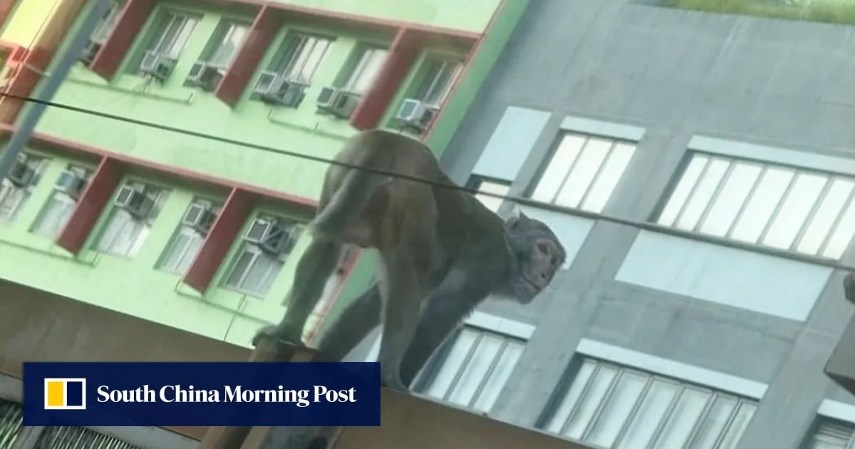 Monkey business on Hong Kong MTR tracks slows rush-hour trains