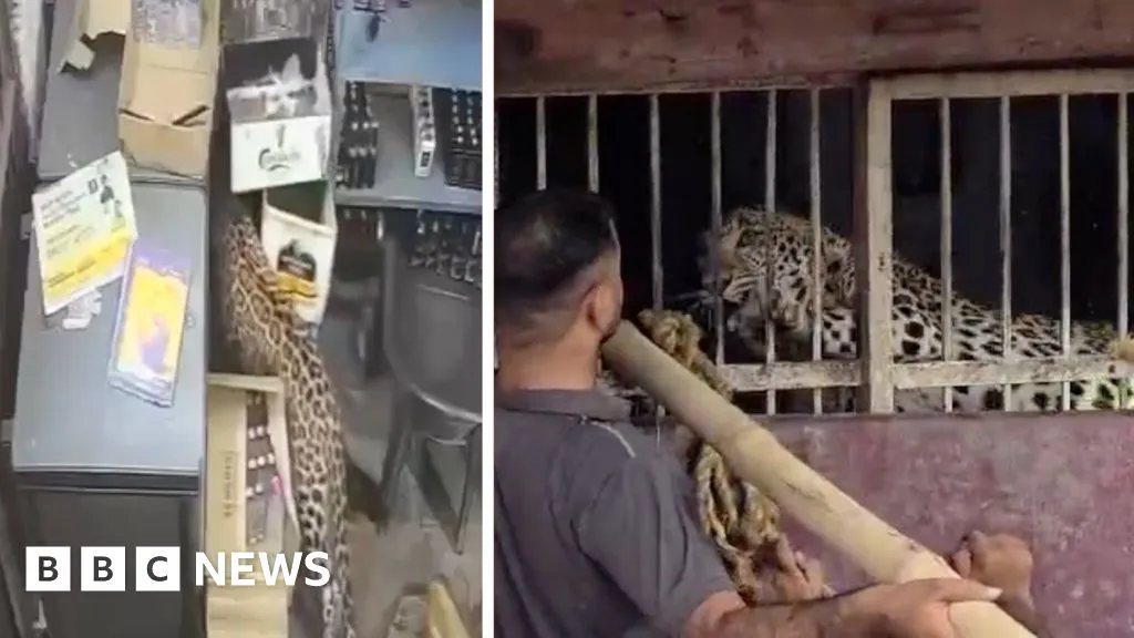Liquor store employee narrowly escapes leopard attack