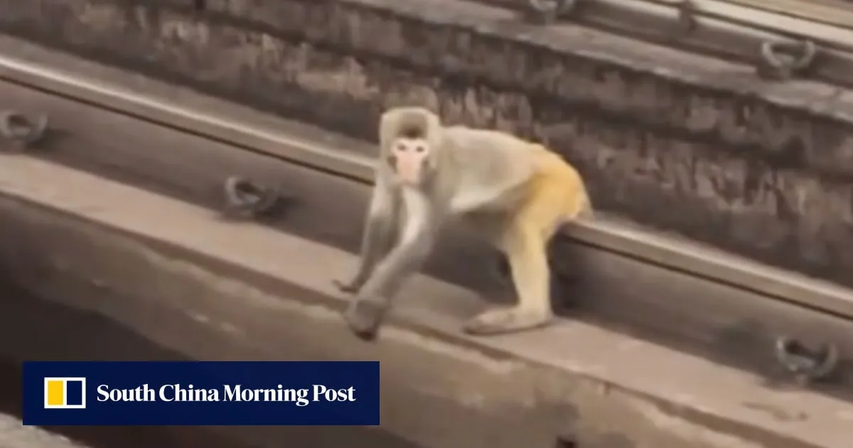 Monkeying around disrupts Hong Kong MTR services for second day in row