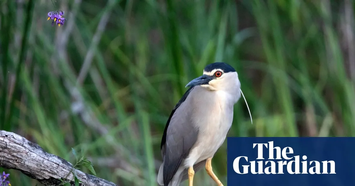 Rare heron seen at Somerset estate where river has been allowed to run free