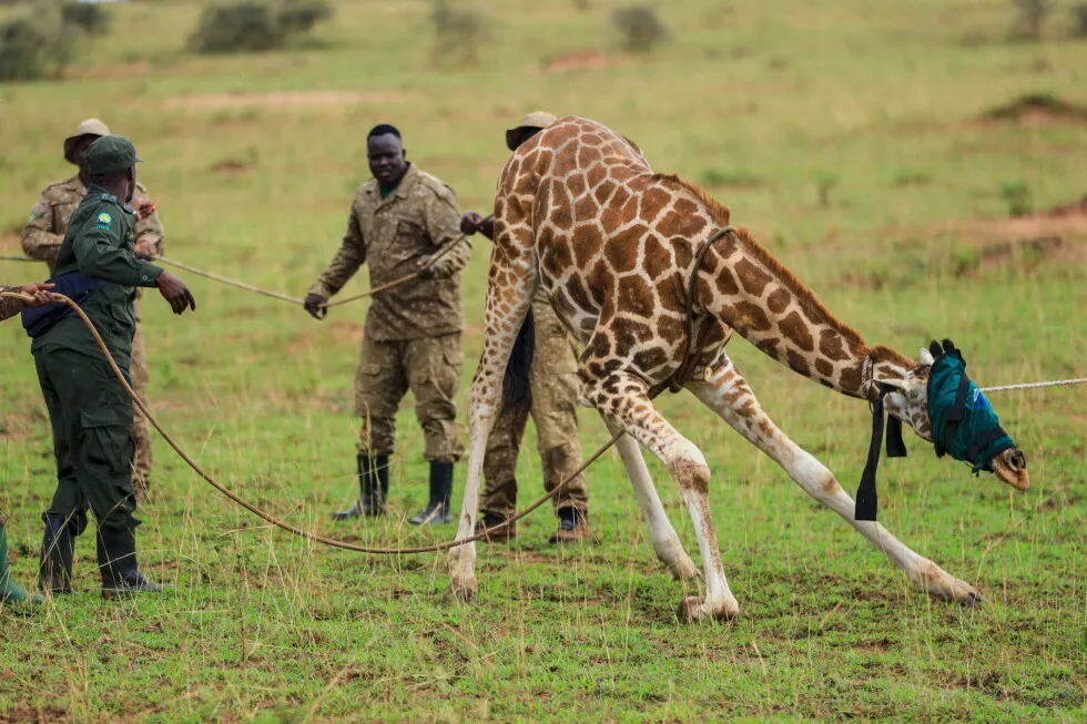 Giraffes given a new home in Uganda to escape oil drilling in the country’s largest park