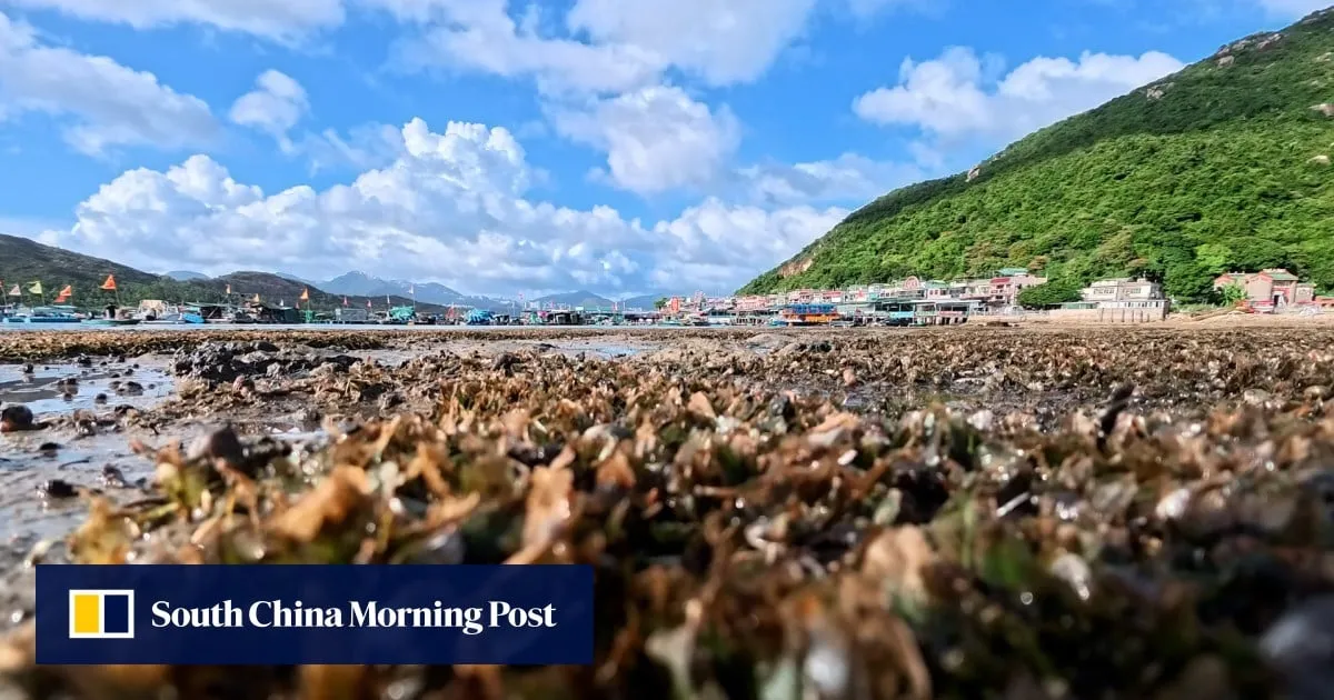 Beneath the waters of Hong Kong’s Lamma Island, a silent super plant is at work