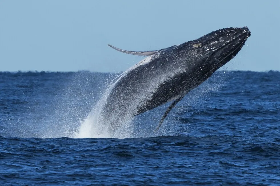 Whale ‘supergroups’ show numbers are rebounding from hunting. But Iran war holds dangers for them