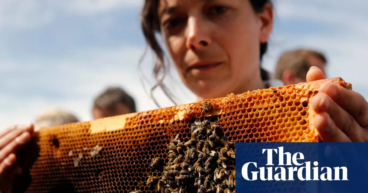 ‘Scandalous, irrational and irresponsible’: French beekeepers’ fury at lifting of pesticides ban