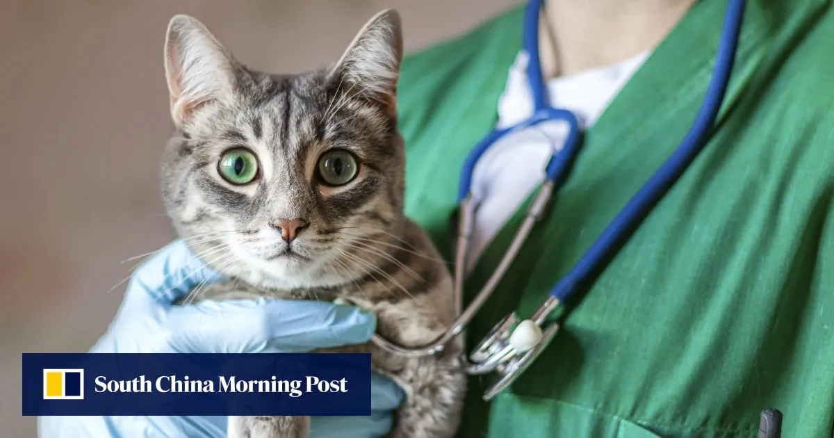 Hong Kong veterinary board pressed to improve service amid logjam of complaints