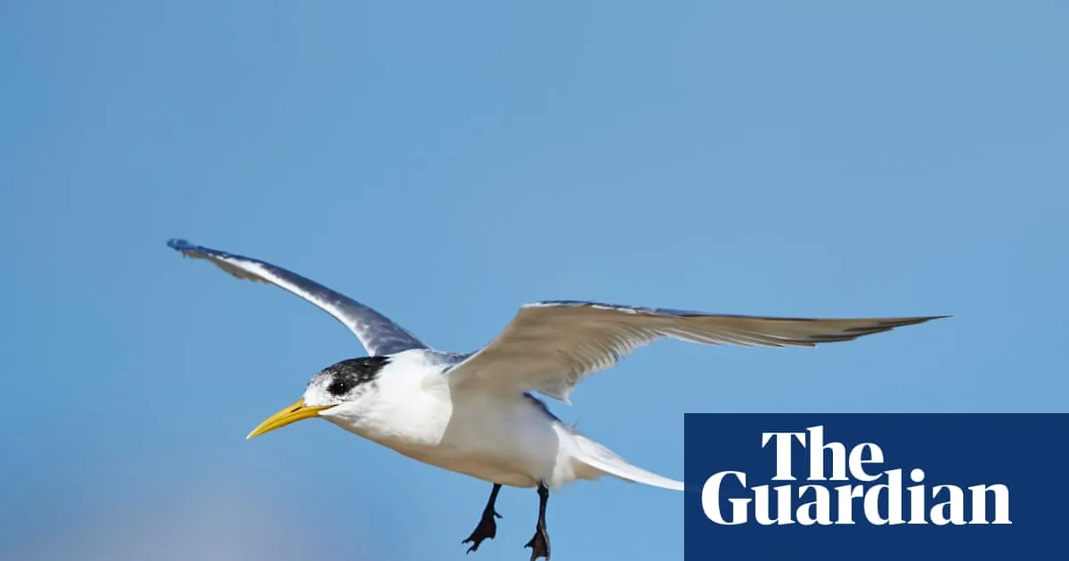 Seven suspected new bird flu cases are ‘evidence of spread’ into Australian wildlife, experts warn