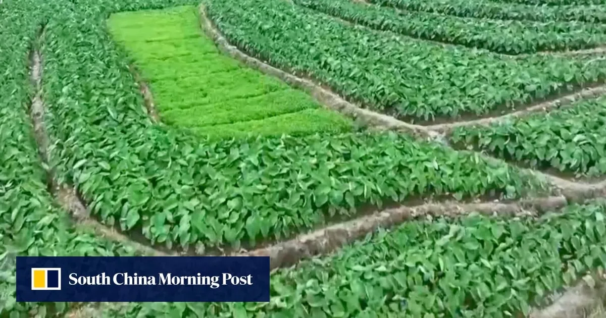 Food security: can drones and BeiDou put an end to ‘paper farming’ in China?