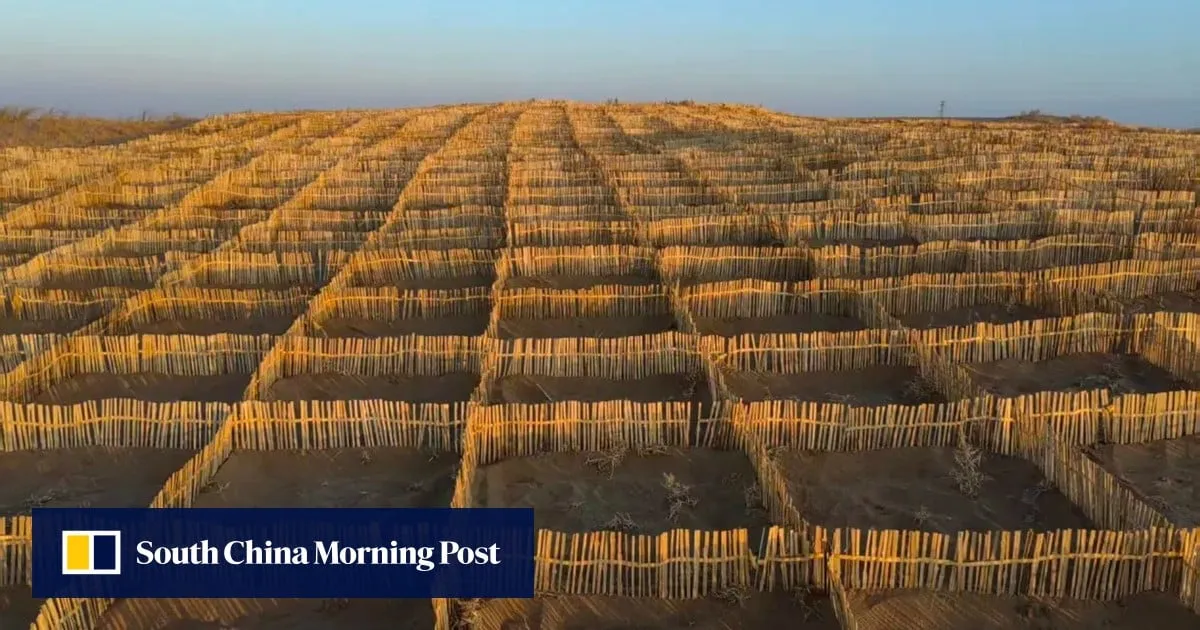 Chinese scientists turn to bamboo to strengthen the Great Green Wall