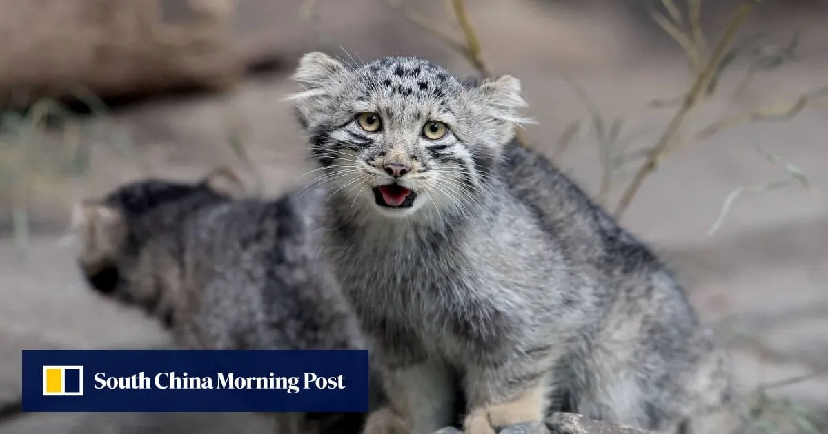 ‘Grumpy’ Pallas kittens go on display at Japan zoo