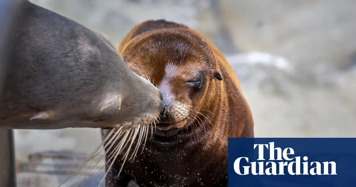 US officials investigate after video appears to show person kicking sea lion