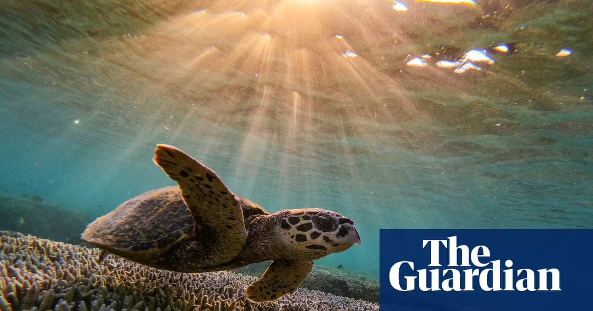 A bid to clean up shipping industry intensified a coral bleaching event on Great Barrier Reef, study says