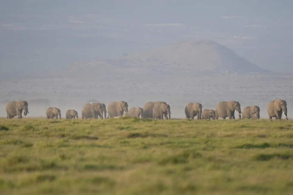 The deaths of 15 elephants in Kenya’s Amboseli National Park spark investigation