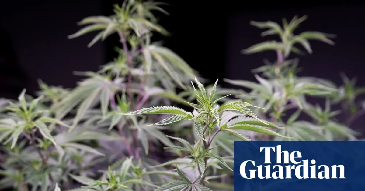 ‘Prioritising profit’: Australians regularly prescribed medicinal cannabis with very high THC levels