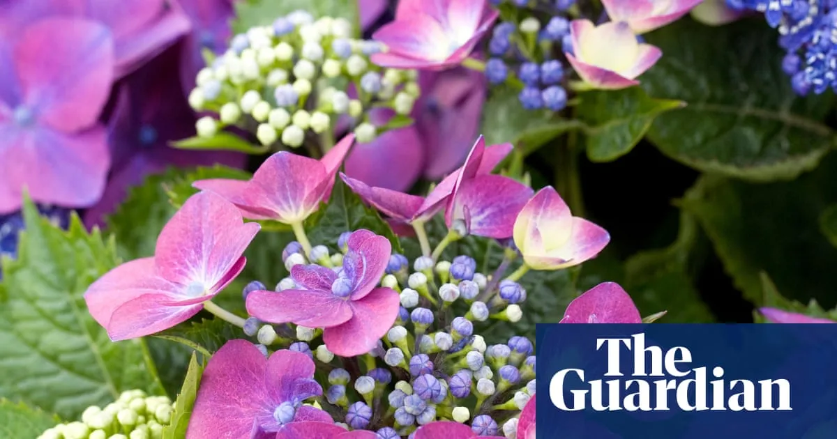 Hotter summers may force RHS to move hydrangeas to north of England