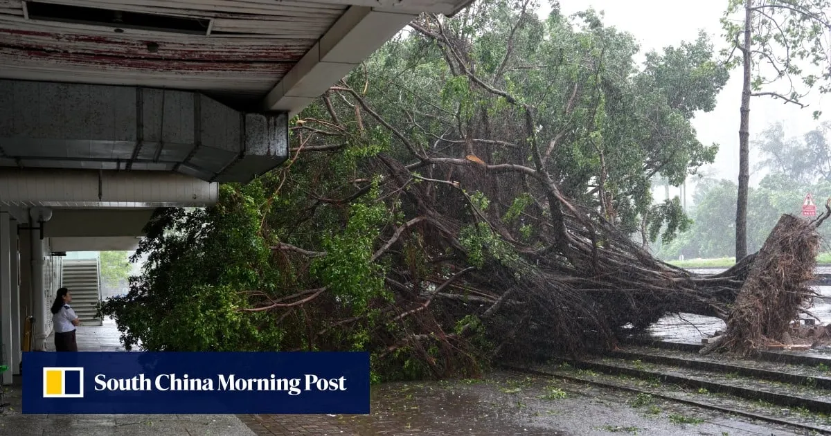 Estate residents question why Typhoon Noul uprooted so many trees