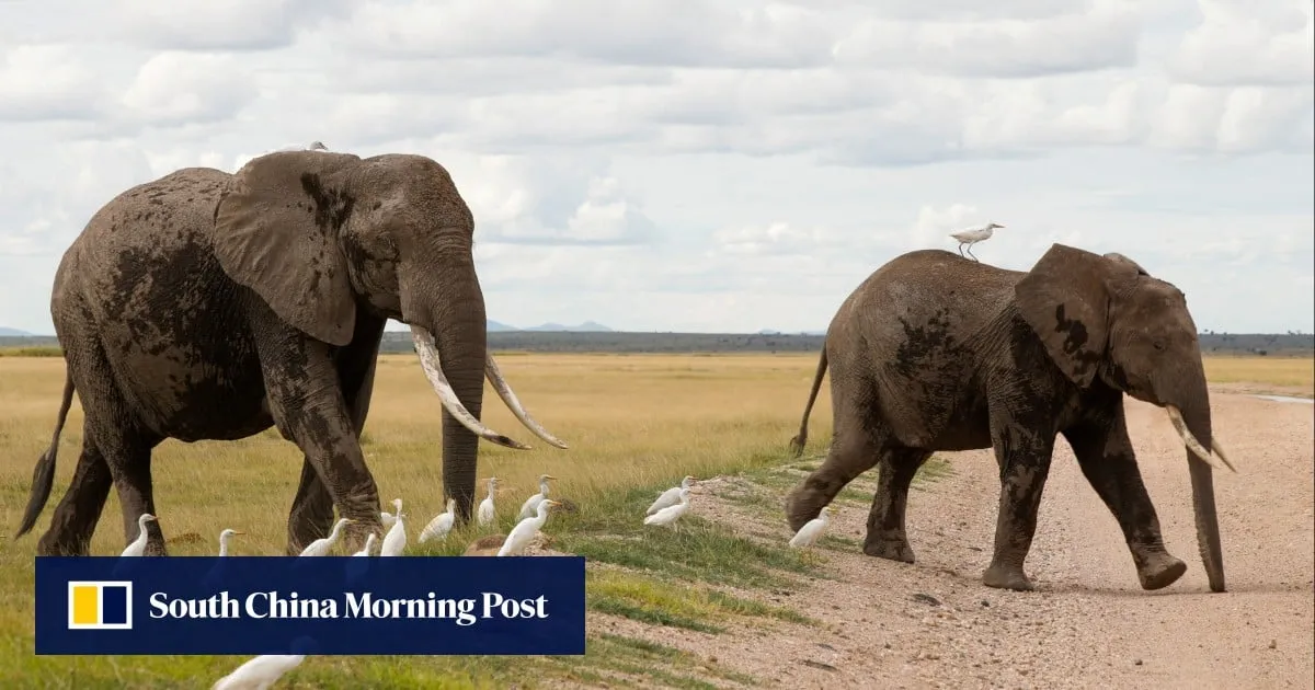 15 elephants die from suspected poisoning in Kenyan park