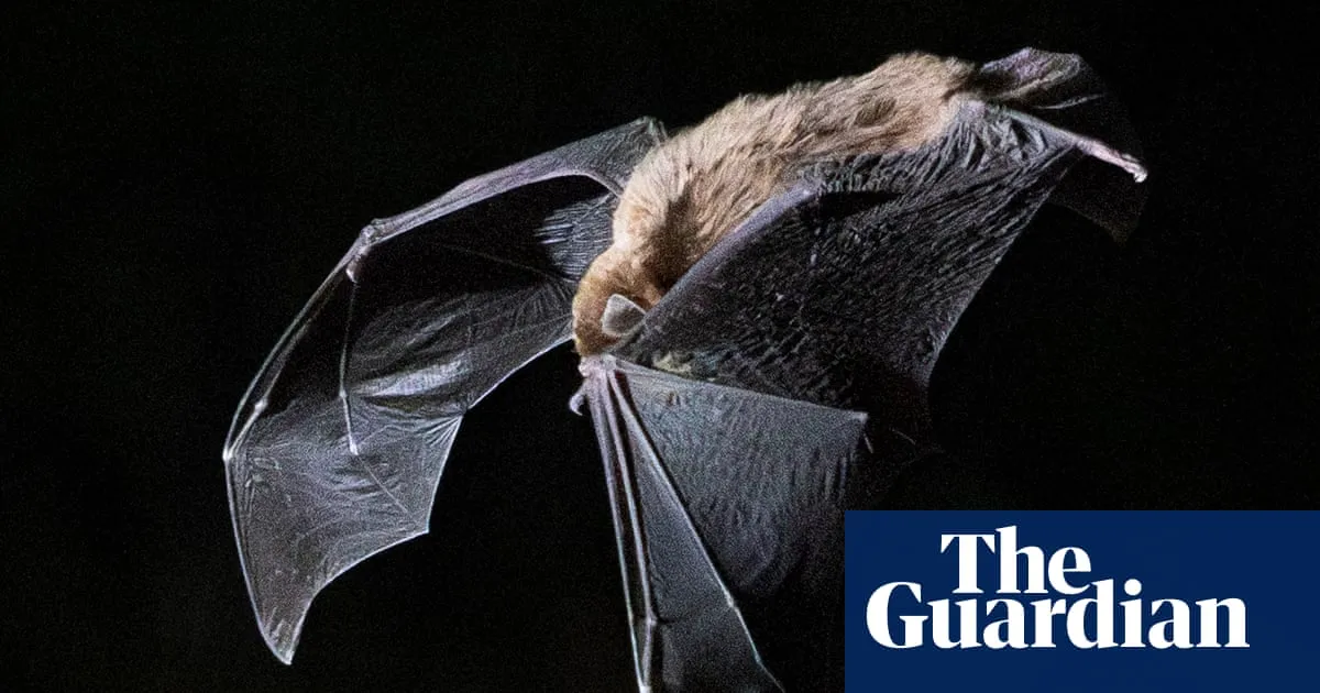 The population of an endangered Australian bat suddenly dropped by up to 16%. No one knows why
