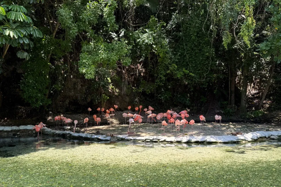 Dominican Republic’s zoo offers home for confiscated animals as seizures of exotic species soar