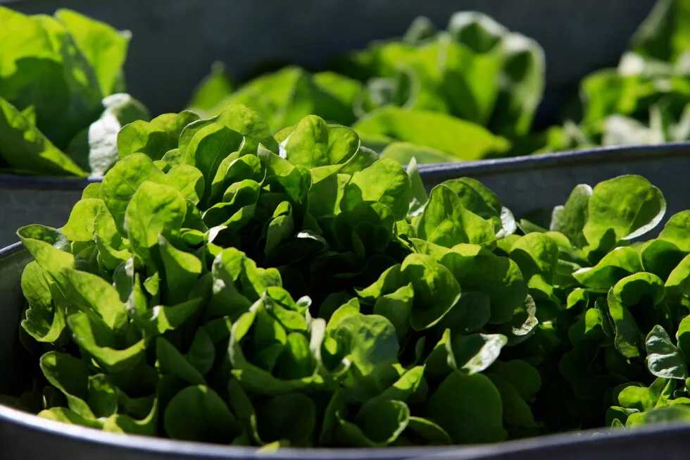 Between prices and a diarrhea-causing parasite, lettuce is causing hard times at some restaurants