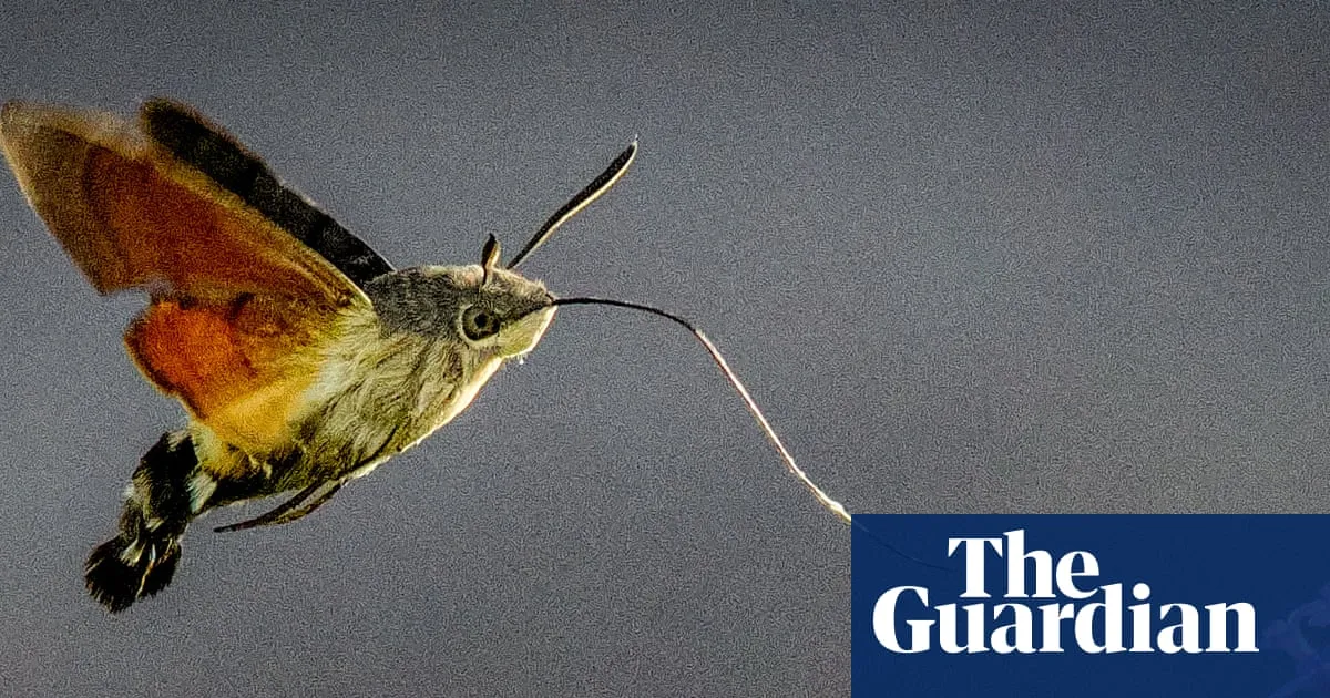 ‘Grey lump with orange wings’: hummingbird hawk-moths descend on UK gardens