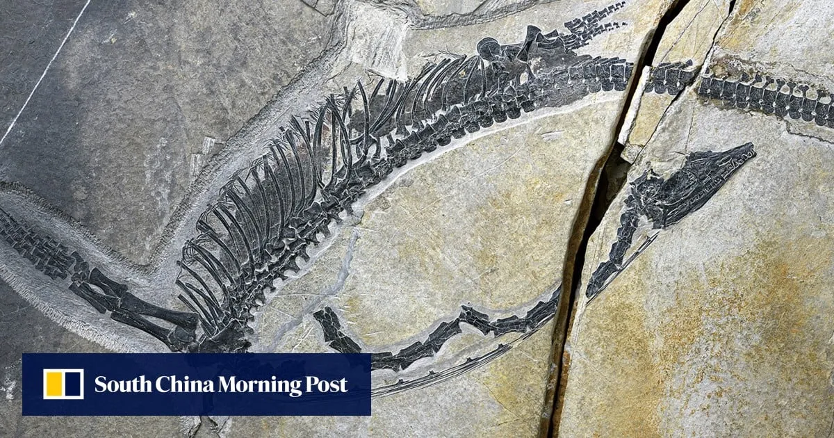 Triassic fish for lunch? Chinese fossil reveals oldest preserved reptile stomach