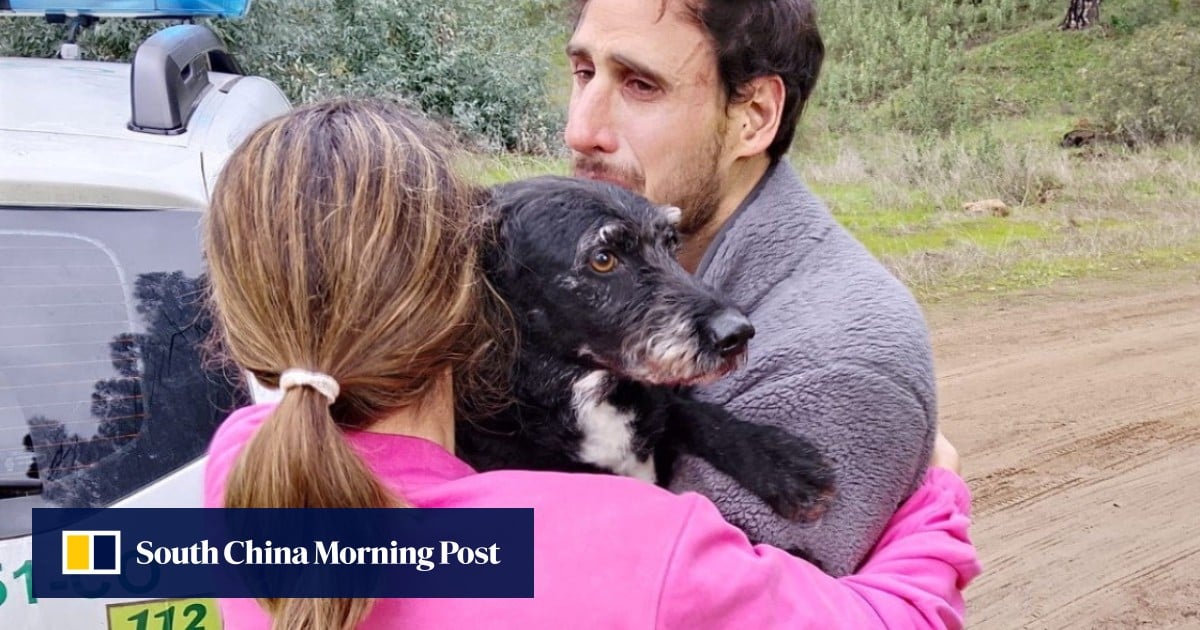 After fatal rail accident, missing dog Boro that captivated Spain is found