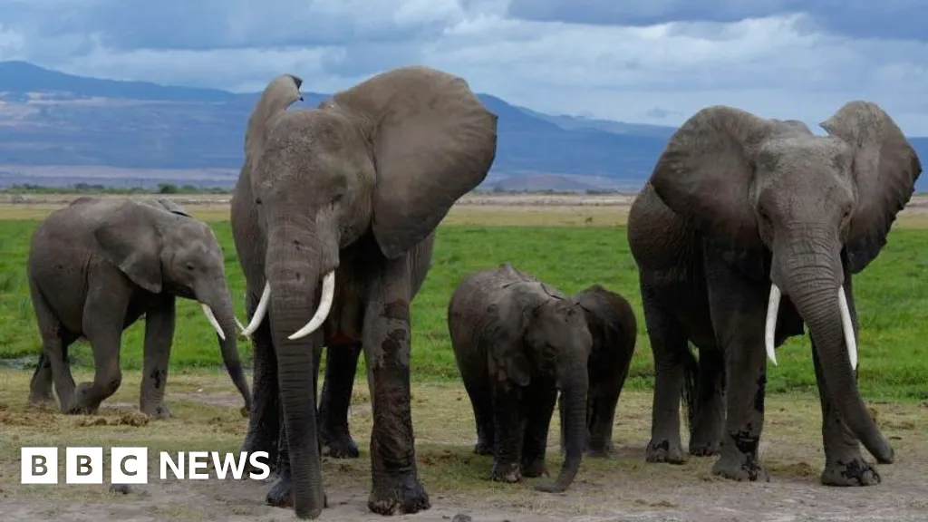 Pesticide-sprayed tomatoes suspected to have killed 15 elephants in Kenya
