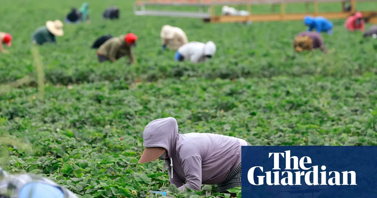 New survey reveals fears of US farm workers amid Trump’s immigration raids