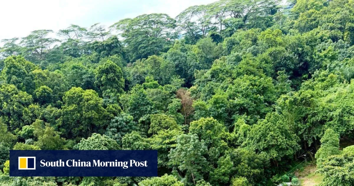 ‘A living neighbour’: Singapore residents fight to save Maju forest as clearance looms