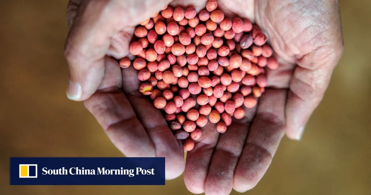 Chinese buyers acquire US soybeans for October-November, traders say