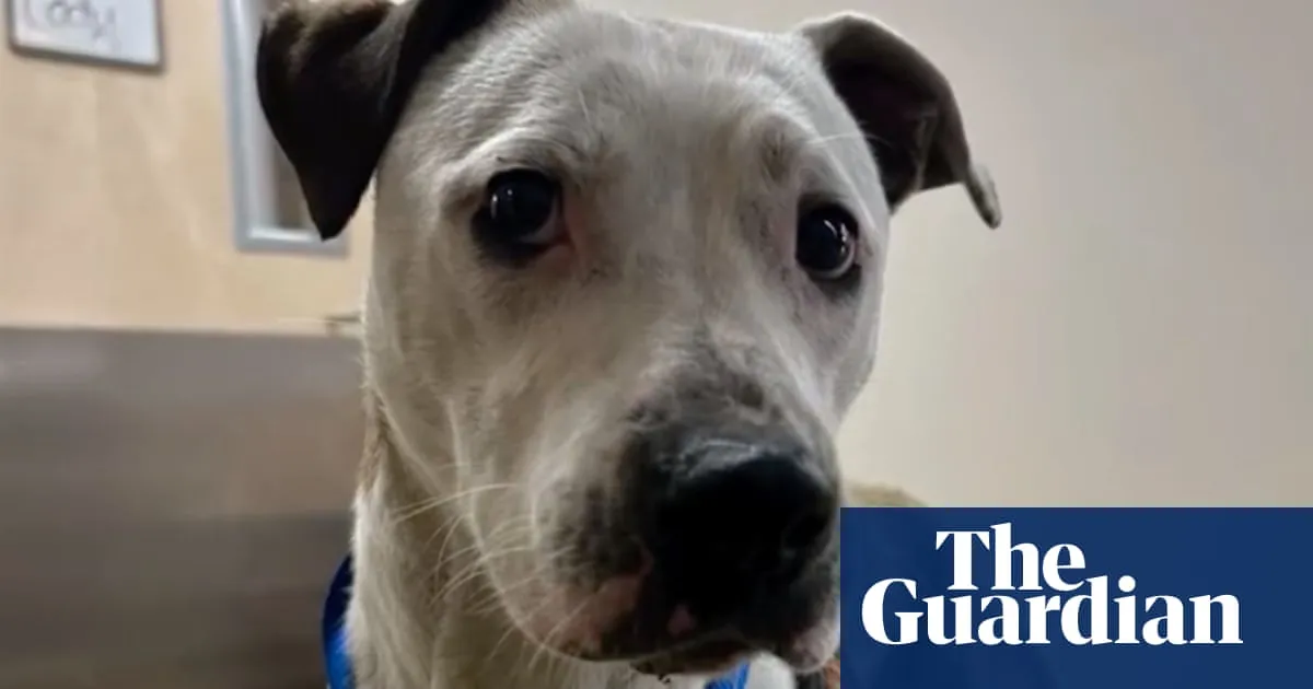 San Francisco pitbull rescued after two days trapped in railway tunnel