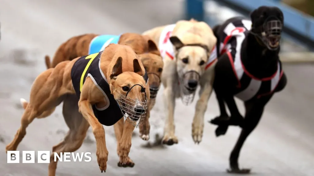Greyhounds bound for Australia as New Zealand racing ban takes effect