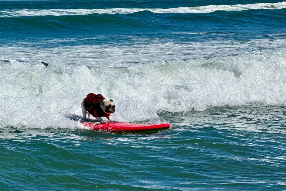 Top dogs ride waves at annual World Dog Surfing Championships