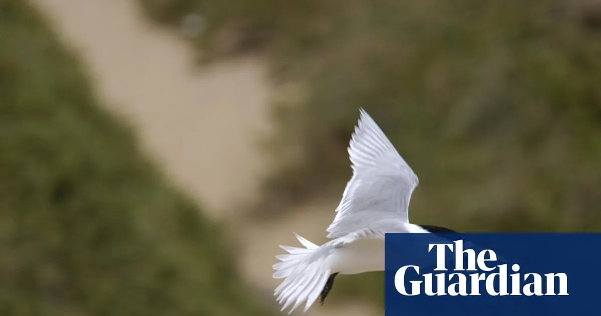 Suspected mass bird flu deaths found in second state as Murray Watt warns ‘this is the beginning’